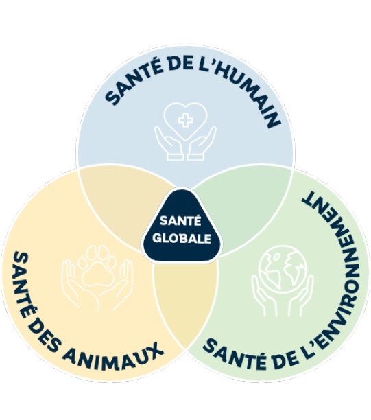 Santé globale